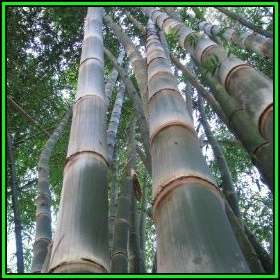Dendrocalamus strictus - 10 Seeds - Male Bamboo - NEW