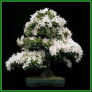 Gardenia jasminoides - Cape Jasmine Bonsai - 10 Seeds + FREE Gifts Seeds + Bonsai eBook, NEW