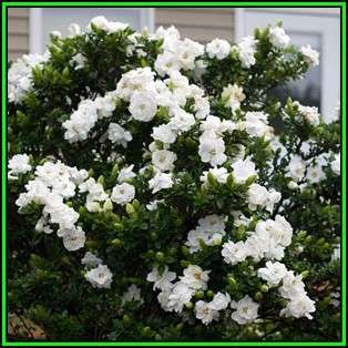 Gardenia jasminoides Seeds - Cape Jasmine Tree or Shrub, NEW