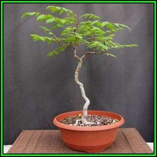 Koelreuteria paniculata - Golden Rain Tree Bonsai Seeds + FREE Gifts Seeds + Bonsai eBook, NEW