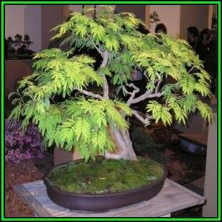 Koelreuteria paniculata - Golden Rain Tree Bonsai Seeds + FREE Gifts Seeds + Bonsai eBook, NEW