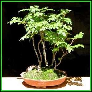 Koelreuteria paniculata - Golden Rain Tree Bonsai Seeds + FREE Gifts Seeds + Bonsai eBook, NEW