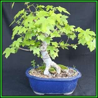 Liquidambar styraciflua - American Sweetgum Bonsai - 10 Seeds + FREE Gifts Seeds + Bonsai eBook, NEW