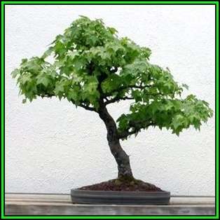 Liquidambar styraciflua - American Sweetgum Bonsai - 10 Seeds + FREE Gifts Seeds + Bonsai eBook, NEW