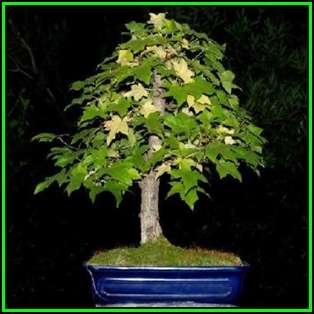 Liquidambar styraciflua - American Sweetgum Bonsai - 10 Seeds + FREE Gifts Seeds + Bonsai eBook, NEW