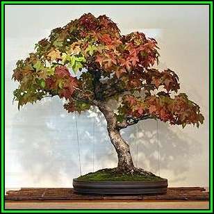 Liquidambar styraciflua - American Sweetgum Bonsai - 10 Seeds + FREE Gifts Seeds + Bonsai eBook, NEW