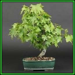 Liquidambar styraciflua - American Sweetgum Bonsai - 10 Seeds + FREE Gifts Seeds + Bonsai eBook, NEW