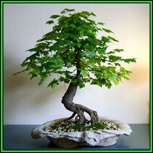 Liquidambar styraciflua - American Sweetgum Bonsai - 10 Seeds + FREE Gifts Seeds + Bonsai eBook, NEW