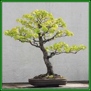 Liquidambar styraciflua - American Sweetgum Bonsai - 10 Seeds + FREE Gifts Seeds + Bonsai eBook, NEW