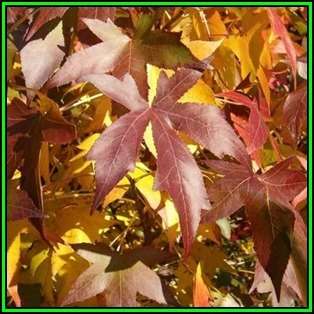 Liquidambar styraciflua Seeds - American Sweetgum Tree Tree or Shrub, NEW
