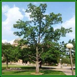 Liquidambar styraciflua Seeds - American Sweetgum Tree Tree or Shrub, NEW
