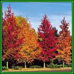 Liquidambar styraciflua Seeds - American Sweetgum Tree Tree or Shrub, NEW