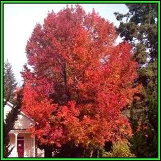 Liquidambar styraciflua Seeds - American Sweetgum Tree Tree or Shrub, NEW