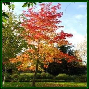 Liquidambar styraciflua Seeds - American Sweetgum Tree Tree or Shrub, NEW