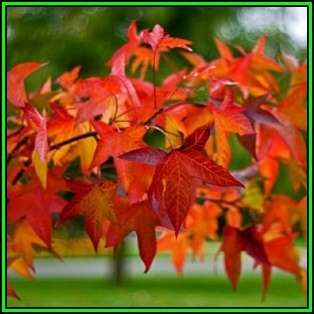 Liquidambar styraciflua Seeds - American Sweetgum Tree Tree or Shrub, NEW