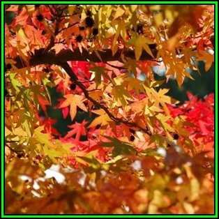 Liquidambar styraciflua Seeds - American Sweetgum Tree Tree or Shrub, NEW