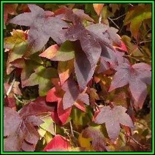 Liquidambar styraciflua Seeds - American Sweetgum Tree Tree or Shrub, NEW
