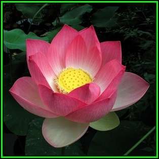 Nelumbo nucifera Mixed Varieties - 5 Seeds - Sacred Lotus - Water Lily Aquatic Ethnobotanical - NEW