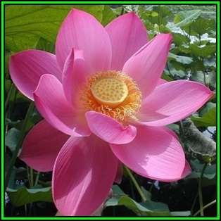 Nelumbo nucifera Mixed Varieties - 5 Seeds - Sacred Lotus - Water Lily Aquatic Ethnobotanical - NEW