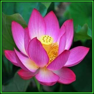 Nelumbo nucifera Mixed Varieties - 5 Seeds - Sacred Lotus - Water Lily Aquatic Ethnobotanical - NEW