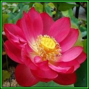 Nelumbo nucifera Mixed Varieties - 5 Seeds - Sacred Lotus - Water Lily Aquatic Ethnobotanical - NEW
