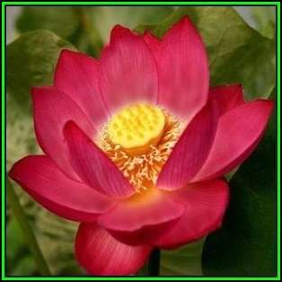 Nelumbo nucifera Mixed Varieties - 5 Seeds - Sacred Lotus - Water Lily Aquatic Ethnobotanical - NEW