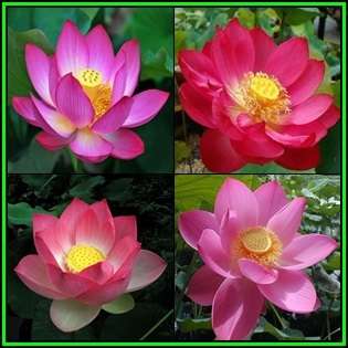 Nelumbo nucifera Mixed Varieties - 5 Seeds - Sacred Lotus - Water Lily Aquatic Ethnobotanical - NEW