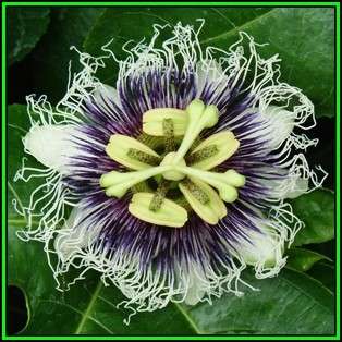 Passiflora edulis f. flavicarpa - Passion Flower Golden Granadilla Seeds - Edible Fruit New