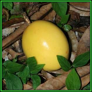 Passiflora edulis f. flavicarpa - Passion Flower Golden Granadilla Seeds - Edible Fruit New