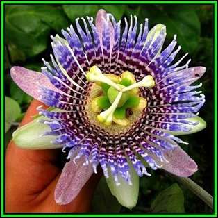 Passiflora ligularis - Passion Flower Sweet Granadilla Seeds - Edible Fruit - New