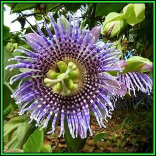 Passiflora ligularis - Passion Flower Sweet Granadilla Seeds - Edible Fruit - New