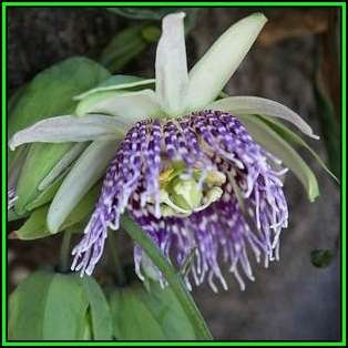 Passiflora ligularis - Passion Flower Sweet Granadilla Seeds - Edible Fruit - New