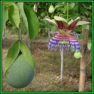 Passiflora maliformis - Wild Purple Passionfruit Granadilla - 10 Seed Pack - Edible Fruit - New