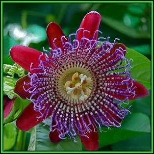 Passiflora quadrangularis - Giant Granadilla - 10 Seed Pack - Edible Fruit - New