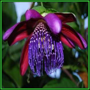 Passiflora quadrangularis - Giant Granadilla - 10 Seed Pack - Edible Fruit - New
