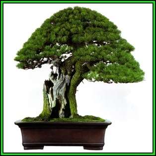 Pinus aristata - Bristlecone Pine Bonsai - 10 Seeds + FREE Gifts Seeds + Bonsai eBook, NEW