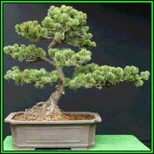 Pinus armandii - Chinese White Pine Bonsai - 5 Seeds + FREE Gifts Seeds + Bonsai eBook, NEW