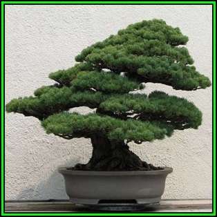 Pinus armandii - Chinese White Pine Bonsai - 5 Seeds + FREE Gifts Seeds + Bonsai eBook, NEW