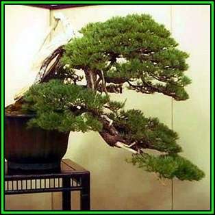 Pinus armandii - Chinese White Pine Bonsai - 5 Seeds + FREE Gifts Seeds + Bonsai eBook, NEW