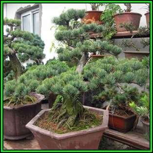Pinus armandii - Chinese White Pine Bonsai - 5 Seeds + FREE Gifts Seeds + Bonsai eBook, NEW