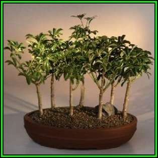 Schefflera arboricola - Hawaiian Elf Schefflera Bonsai - 10 Seeds + Bonsai eBook, NEW