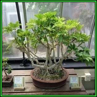 Schefflera arboricola - Hawaiian Elf Schefflera Bonsai - 10 Seeds + Bonsai eBook, NEW