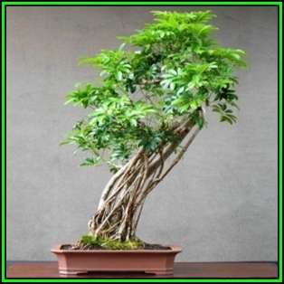 Schefflera arboricola - Hawaiian Elf Schefflera Bonsai - 10 Seeds + Bonsai eBook, NEW