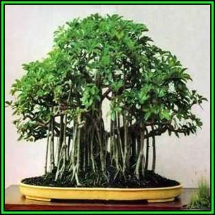 Schefflera arboricola - Hawaiian Elf Schefflera Bonsai - 10 Seeds + Bonsai eBook, NEW
