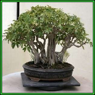 Schefflera arboricola - Hawaiian Elf Schefflera Bonsai - 10 Seeds + Bonsai eBook, NEW