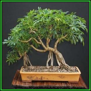 Schefflera arboricola - Hawaiian Elf Schefflera Bonsai - 10 Seeds + Bonsai eBook, NEW