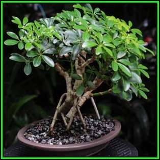 Schefflera arboricola - Hawaiian Elf Schefflera Bonsai - 10 Seeds + Bonsai eBook, NEW