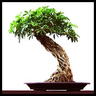 Schefflera arboricola - Hawaiian Elf Schefflera Bonsai - 10 Seeds + Bonsai eBook, NEW