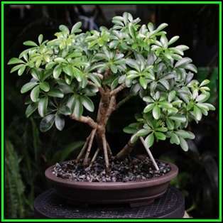 Schefflera arboricola - Hawaiian Elf Schefflera Bonsai - 10 Seeds + Bonsai eBook, NEW