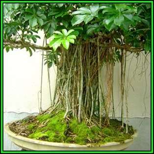 Schefflera arboricola - Hawaiian Elf Schefflera Bonsai - 10 Seeds + Bonsai eBook, NEW